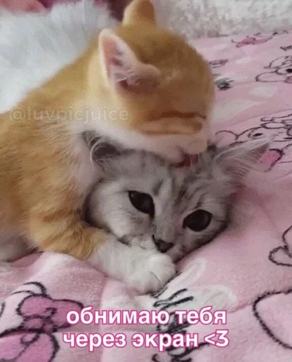 🤗 Стикер «Любви» для Telegram