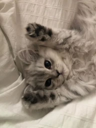 😍 Стикер «Любви» для Telegram