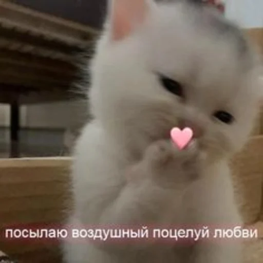 🤍 Стикер «Любви» для Telegram