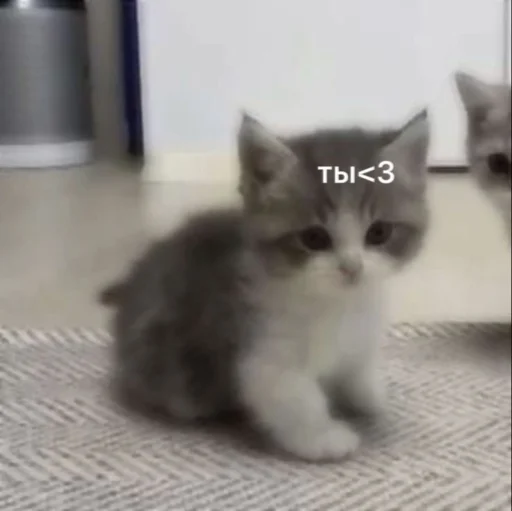 🥰 Стикер «Любви» для Telegram