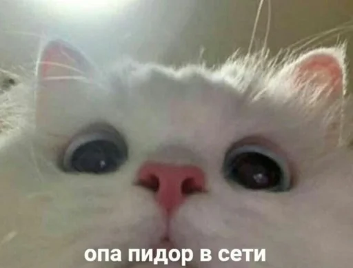 🤎 Стикер «Любви» для Telegram