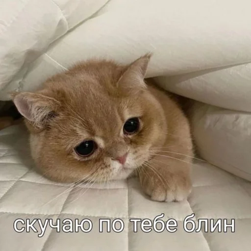 💟 Стикер «Любви» для Telegram