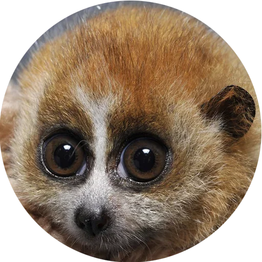 Стикерпак Lovely Lemurs для Telegram