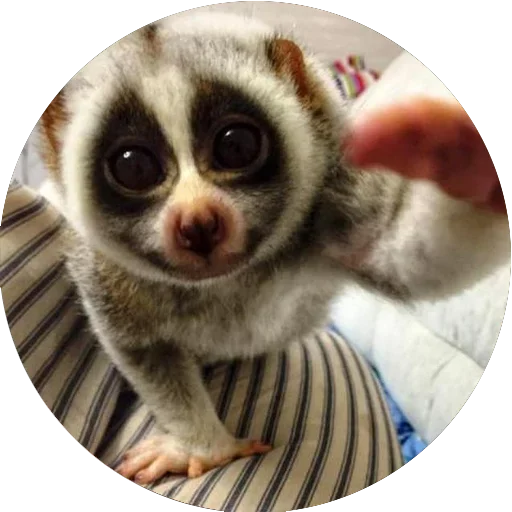😘 Стикер «Lovely Lemurs» для Telegram