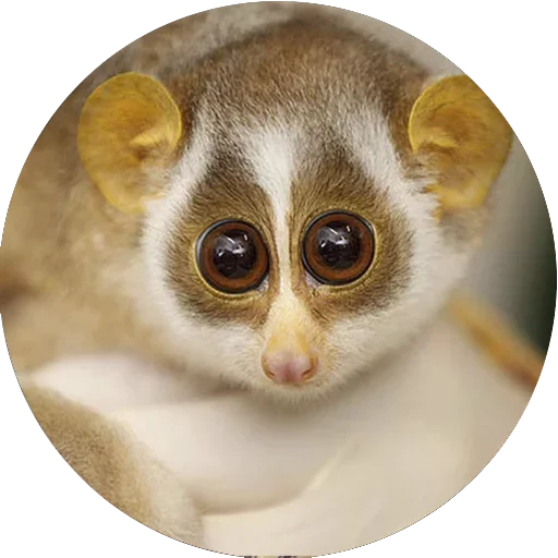😍 Стикер «Lovely Lemurs» для Telegram
