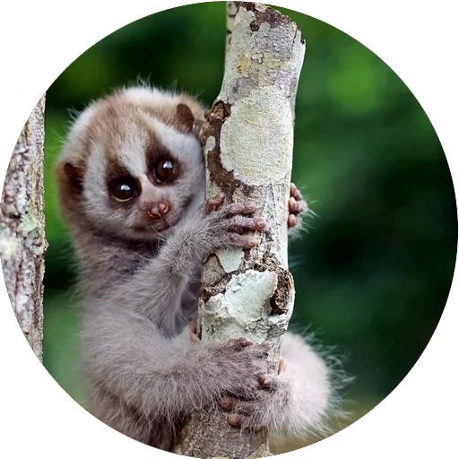 😎 Стикер «Lovely Lemurs» для Telegram
