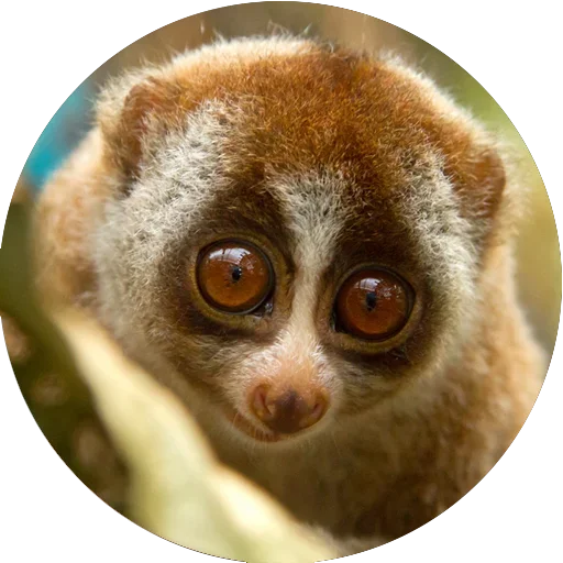 ❤ Стикер «Lovely Lemurs» для Telegram