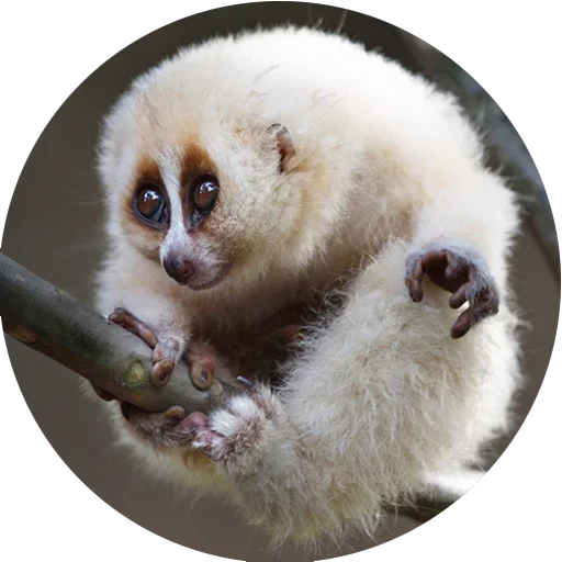 ☺️ Стикер «Lovely Lemurs» для Telegram