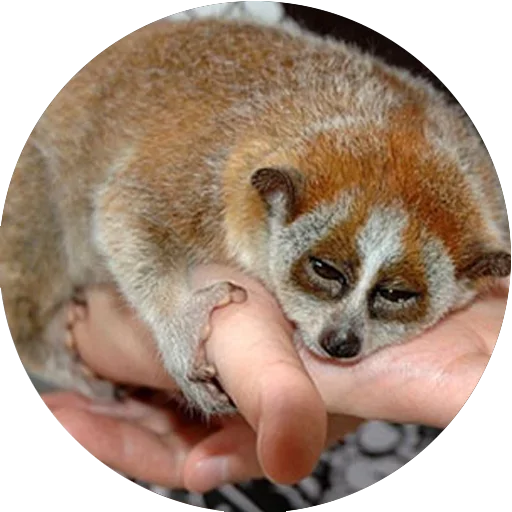 😴 Стикер «Lovely Lemurs» для Telegram