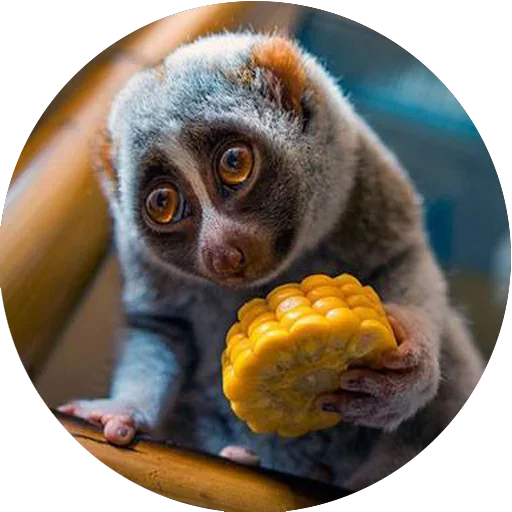 🍔 Стикер «Lovely Lemurs» для Telegram