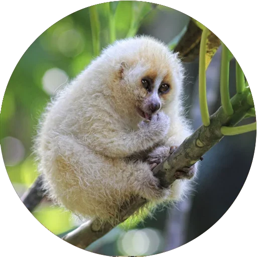 ☺️ Стикер «Lovely Lemurs» для Telegram