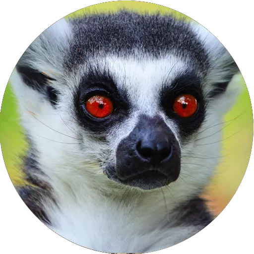 😎 Стикер «Lovely Lemurs» для Telegram