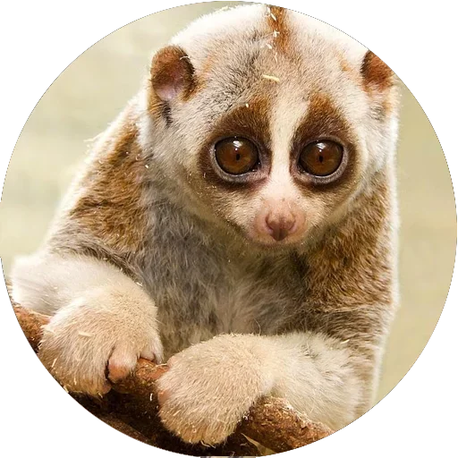 😊 Стикер «Lovely Lemurs» для Telegram