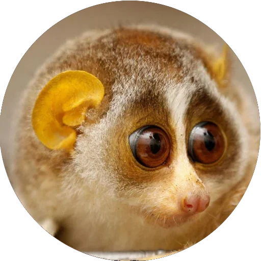 😙 Стикер «Lovely Lemurs» для Telegram