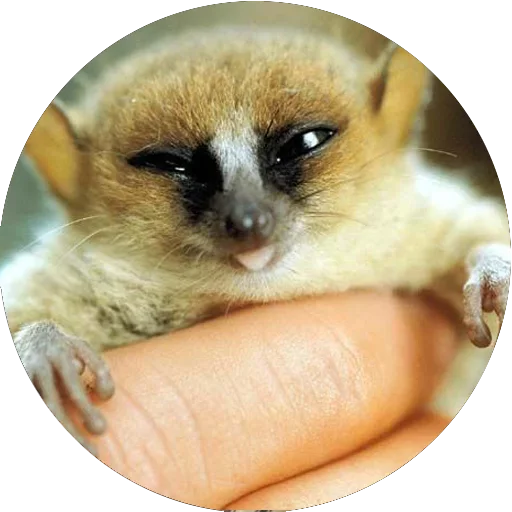😙 Стикер «Lovely Lemurs» для Telegram