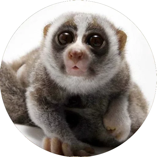 😍 Стикер «Lovely Lemurs» для Telegram