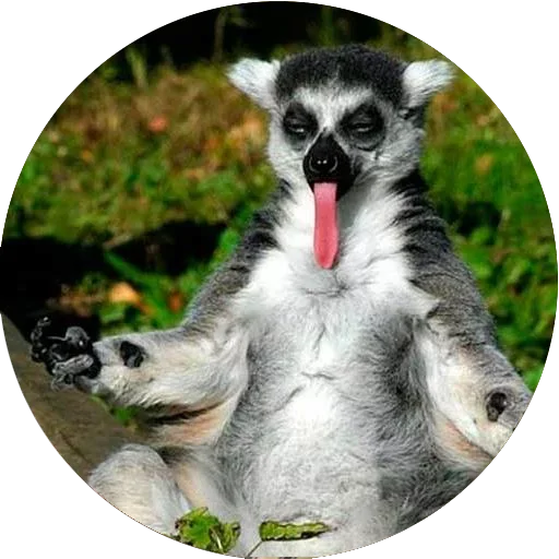😝 Стикер «Lovely Lemurs» для Telegram