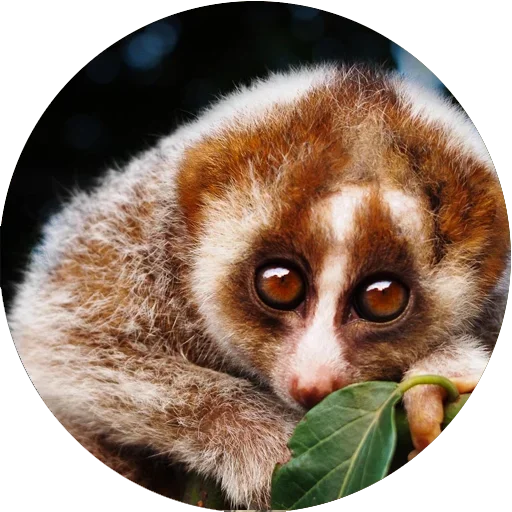 ☺️ Стикер «Lovely Lemurs» для Telegram