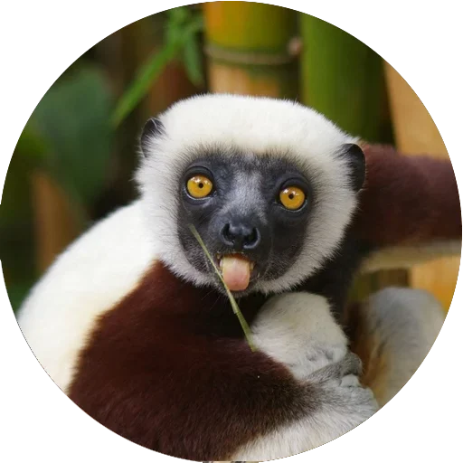 😋 Стикер «Lovely Lemurs» для Telegram