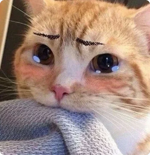 🤪 Стикер «Lovely Memes» для Telegram