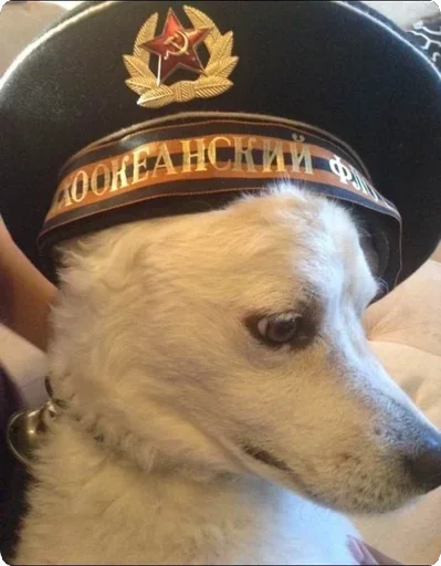 🤨 Стикер «Lovely Memes» для Telegram