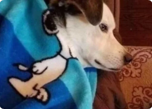 🤣 Стикер «Lovely Memes» для Telegram