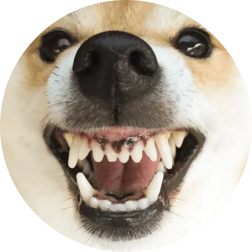 🤨 Стикер «Favourite» для Telegram