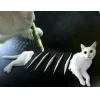 Стикер 25 🤩 кисы - картинки с котиками