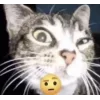 Стикер 7 🤩 кисы - картинки с котиками
