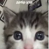 Стикер 11 🤩 кисы - картинки с котиками