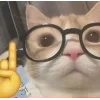 Стикер 22 🤩 кисы - картинки с котиками