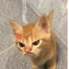 Стикер 53 🤩 кисы - картинки с котиками