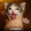 Стикер 41 🤩 кисы - картинки с котиками