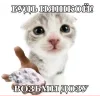 Стикер 9 🤩 кисы - картинки с котиками