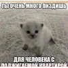 Стикер 36 🤩 кисы - картинки с котиками