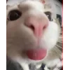 Стикер 3 🤩 кисы - картинки с котиками