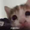 Стикер 43 🤩 кисы - картинки с котиками
