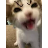 Стикер 21 🤩 кисы - картинки с котиками