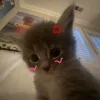 Стикер 54 🤩 кисы - картинки с котиками