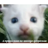 Стикер 32 🤩 кисы - картинки с котиками