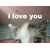 Стикер 38 🤩 кисы - картинки с котиками