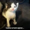 Стикер 33 🤩 кисы - картинки с котиками