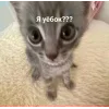 Стикер 42 🤩 кисы - картинки с котиками