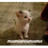Стикер 37 🤩 кисы - картинки с котиками