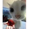 Стикер 47 🤩 кисы - картинки с котиками