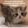 Стикер 10 🤩 кисы - картинки с котиками