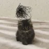 Стикер 51 🤩 кисы - картинки с котиками