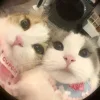 Стикер 27 🤩 кисы - картинки с котиками