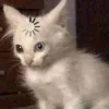 Стикер 5 🤩 кисы - картинки с котиками