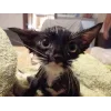 Стикер 50 🤩 кисы - картинки с котиками
